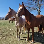 Tre Querce * Viggiano