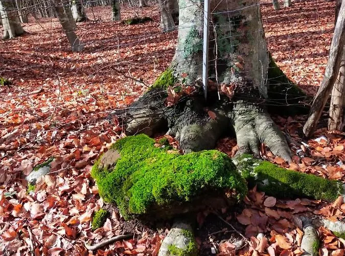 Tre Querce Lägenhet *